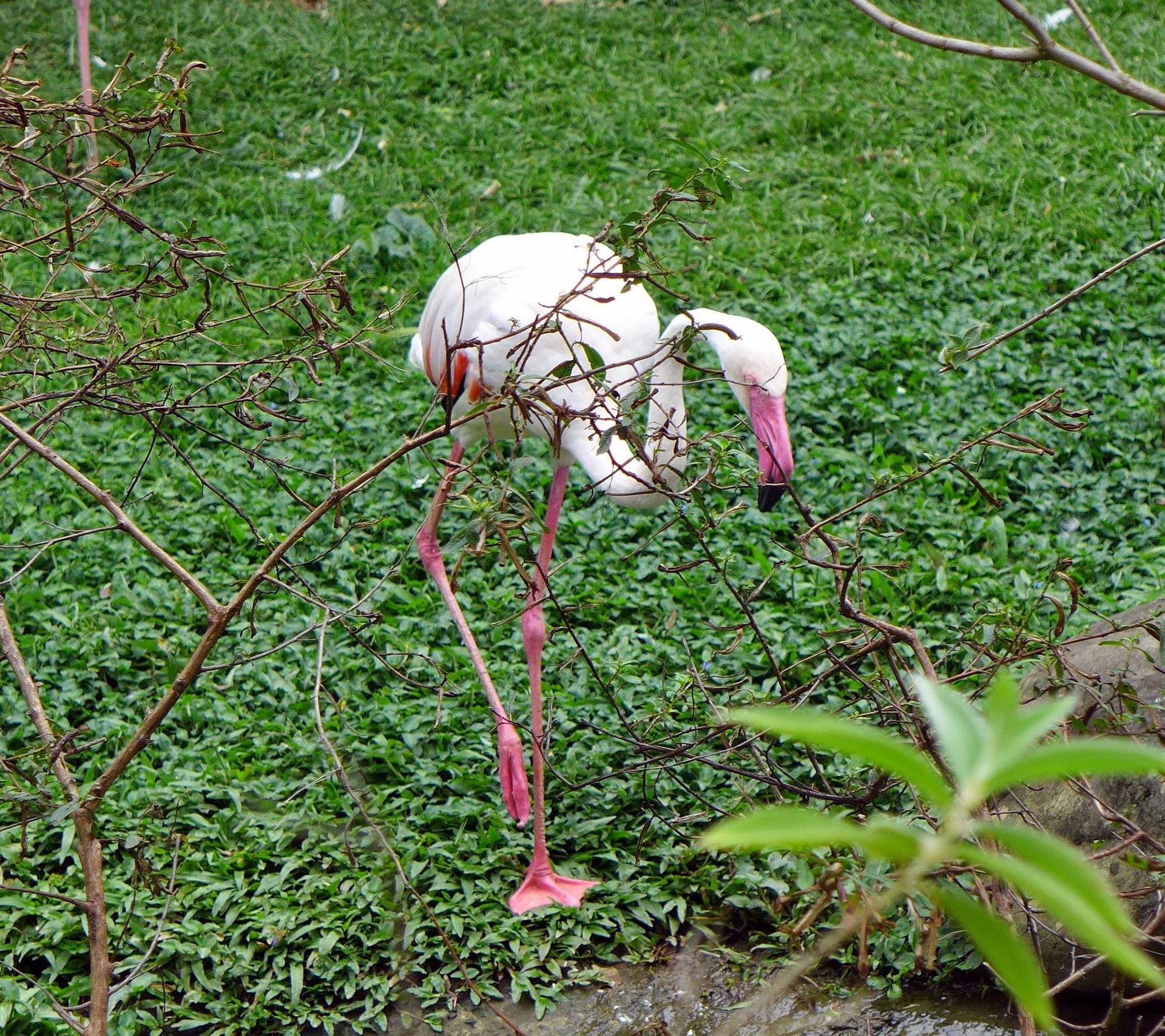 Flamingo in Guadeloupe